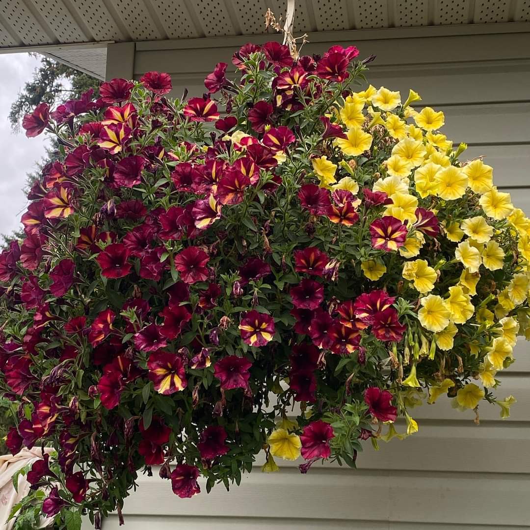 Pre-Order Spring Hanging Basket - Image 4