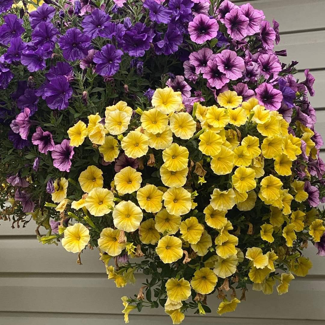 Pre-Order Spring Hanging Basket - Image 3