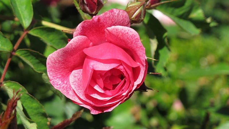 Featured image for “Morden Belle Rose”