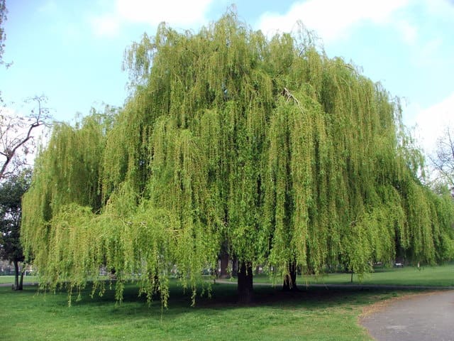 Featured image for “Niobe Weeping Willow”