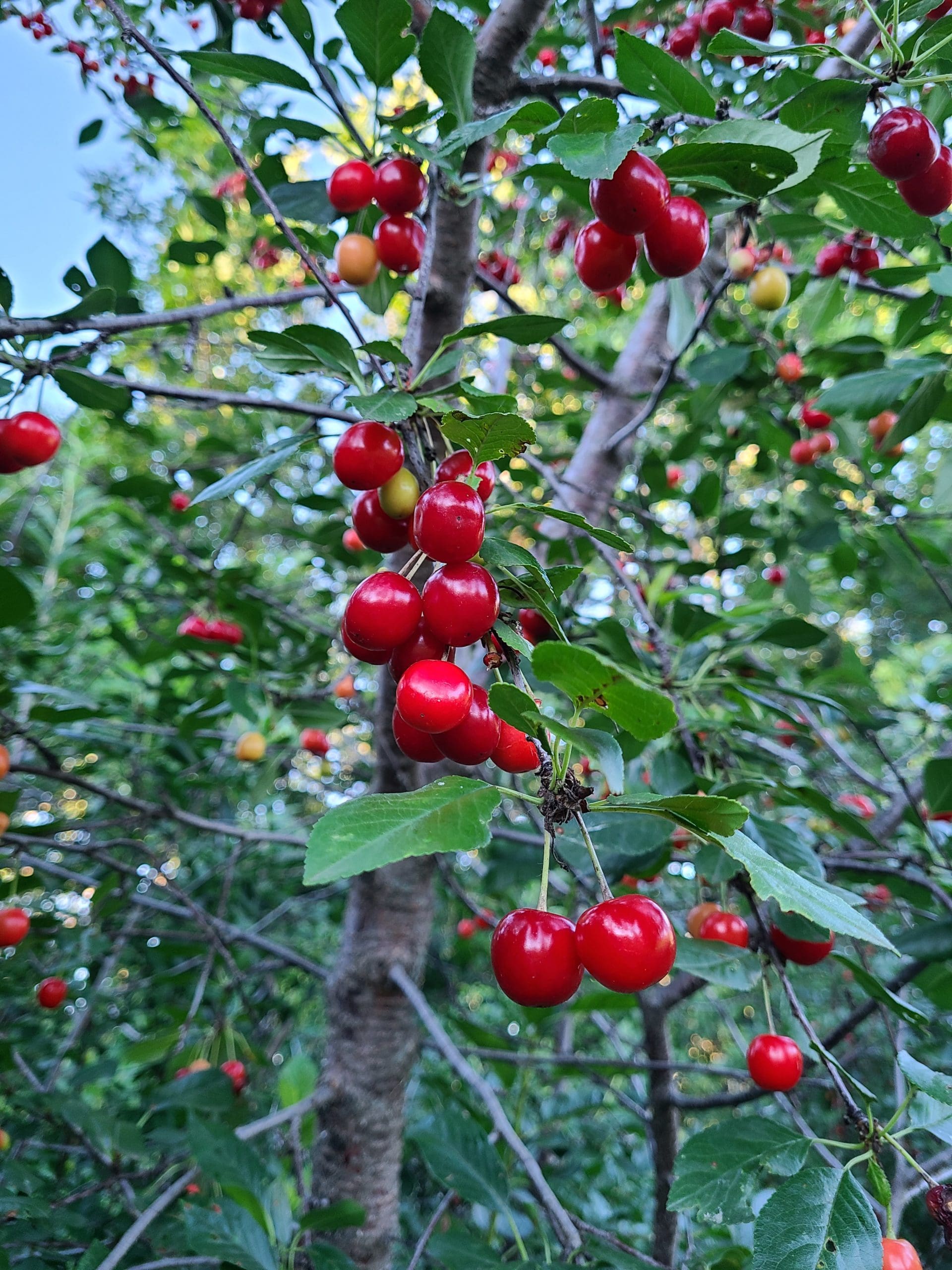 Featured image for “Fast-to-Fruit Orchard Package”