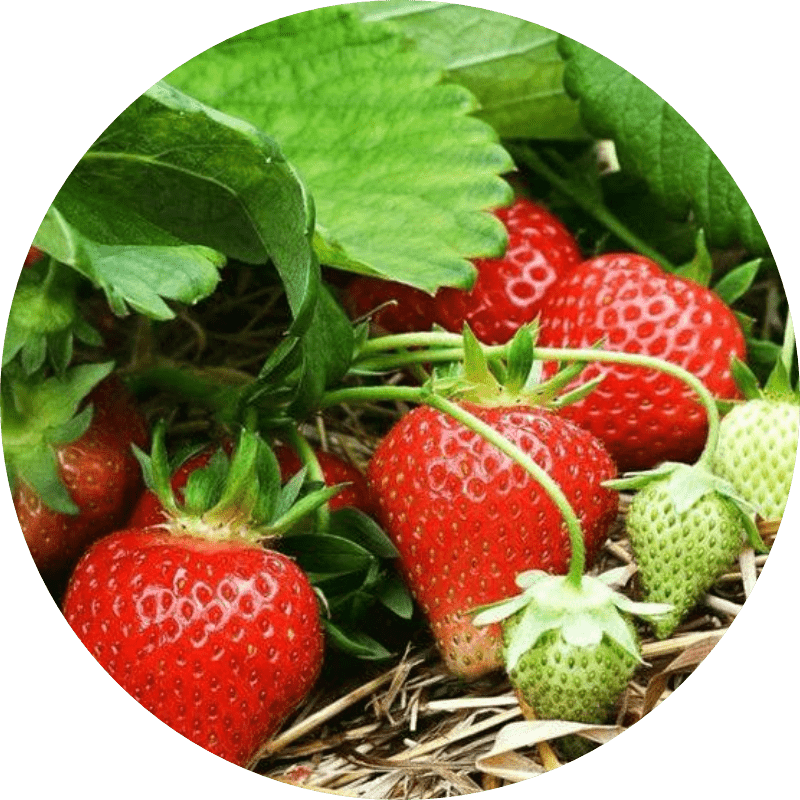 Featured image for “U-Pick”