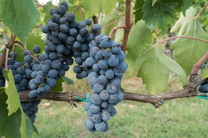 Blue Ice Grape