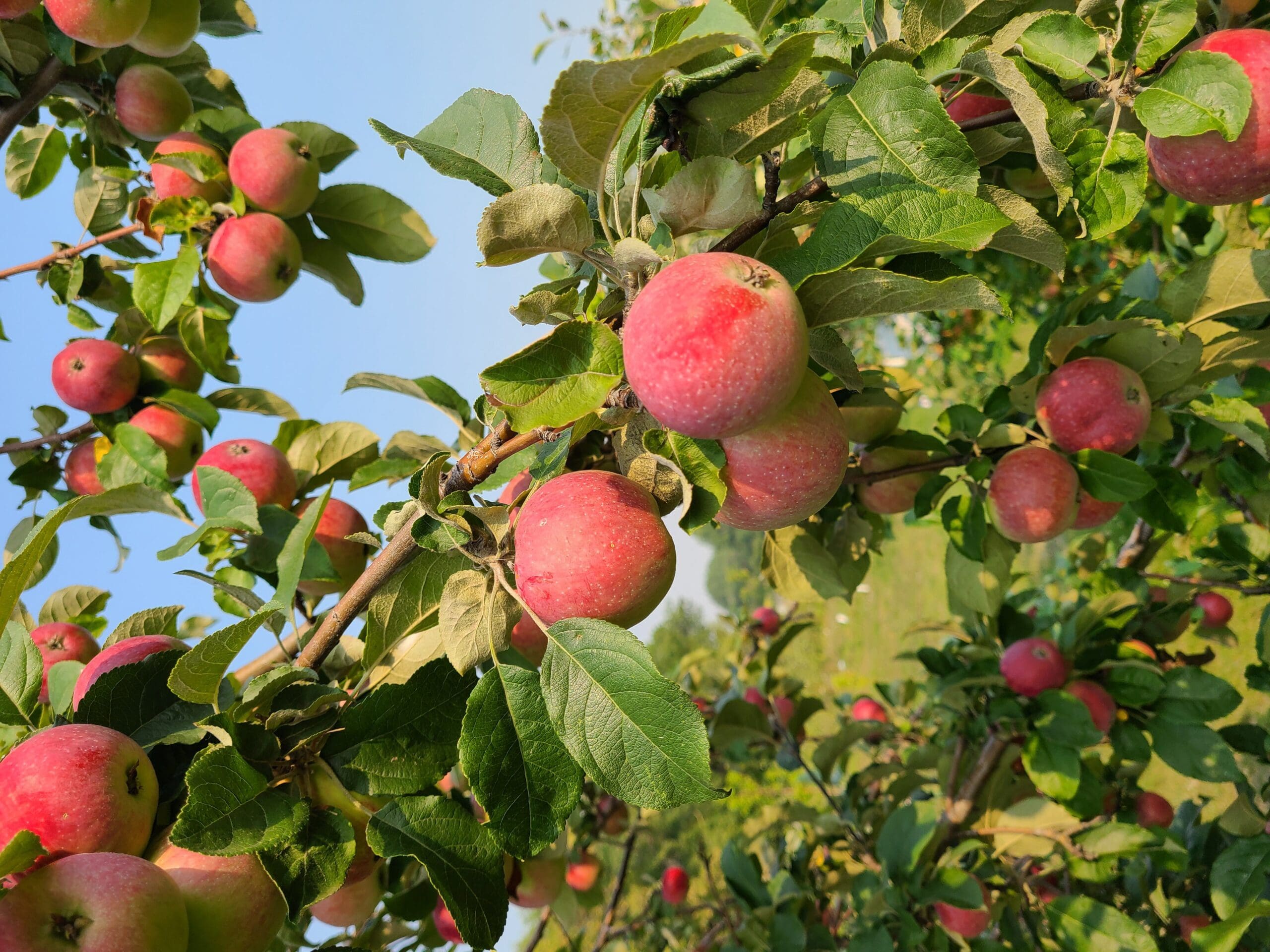 Fall Harvest Orchard Package - Image 7