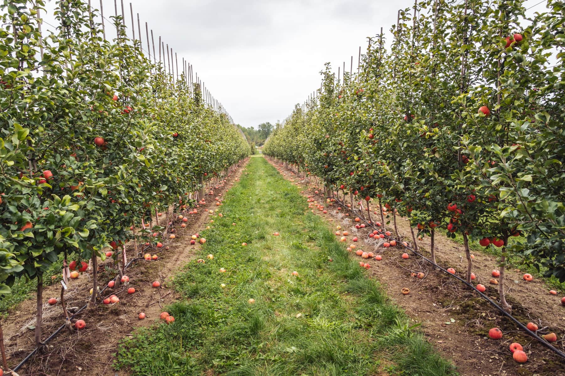 Featured image for “Why Fall Is a Great Time to Plant Fruit Trees in the Prairies?”