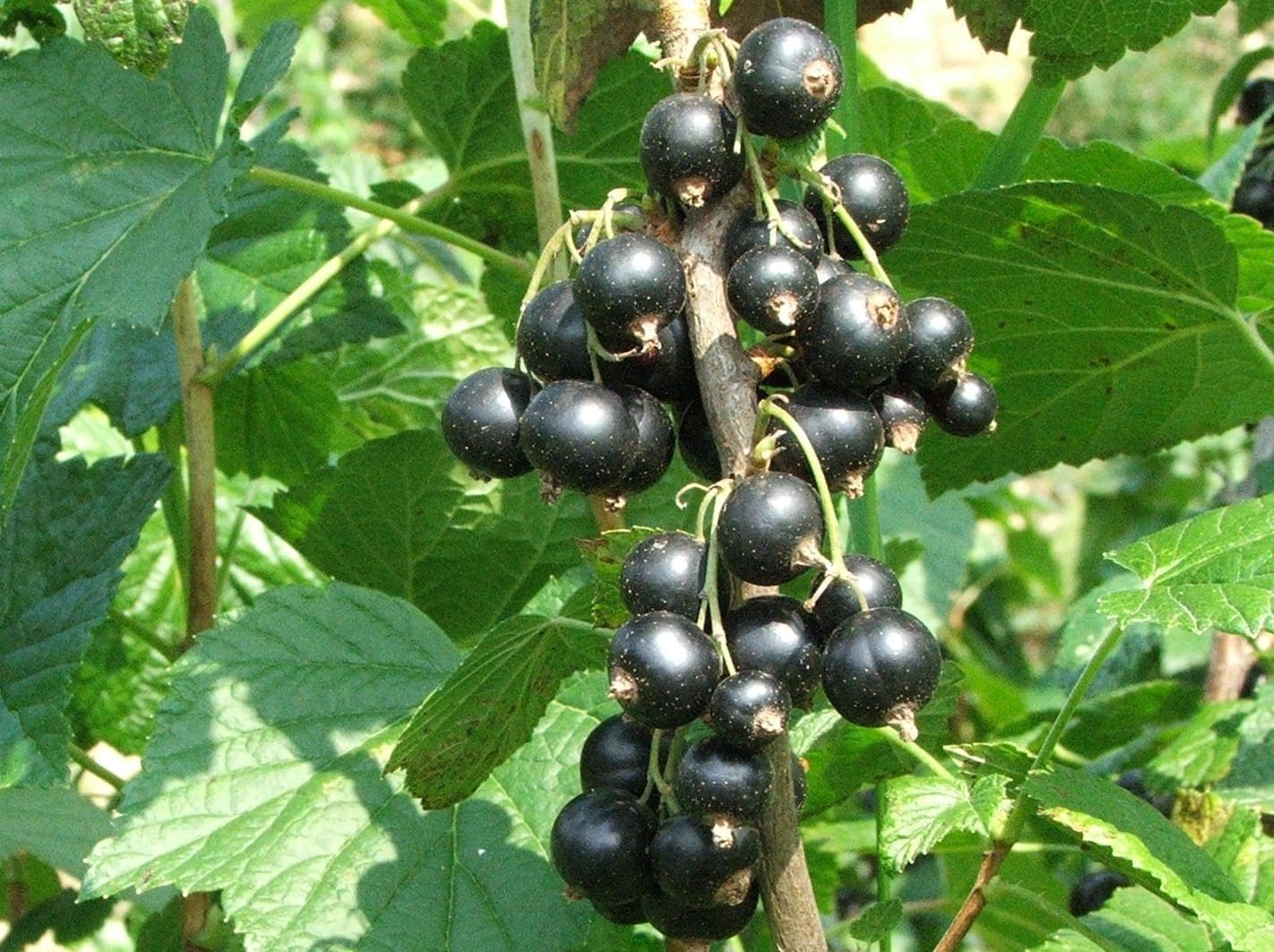 Ben Nevis Black Currant