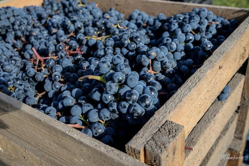 Frontenac Grape