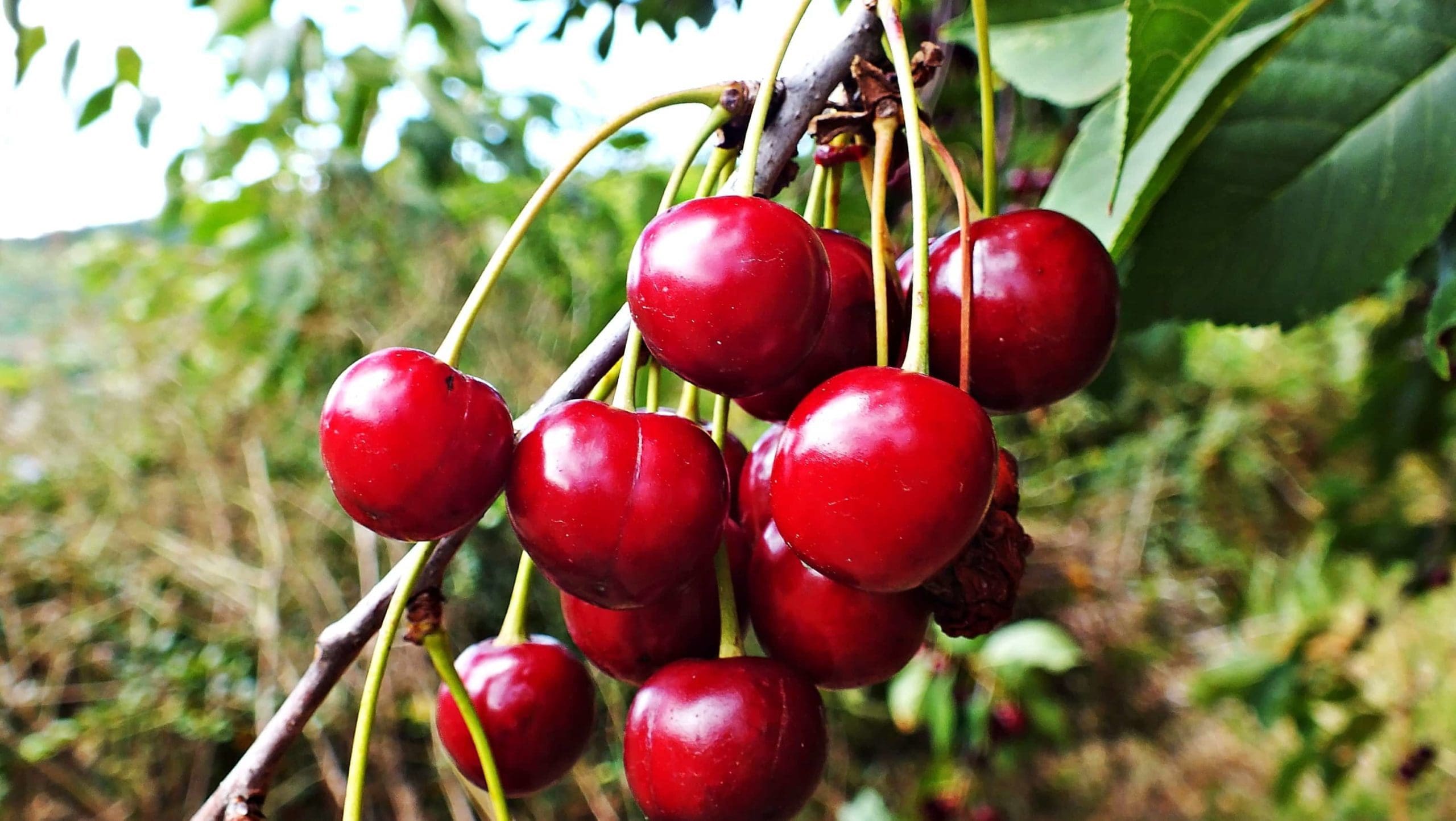 Featured image for “Fall Planting Cherries for the Prairies”