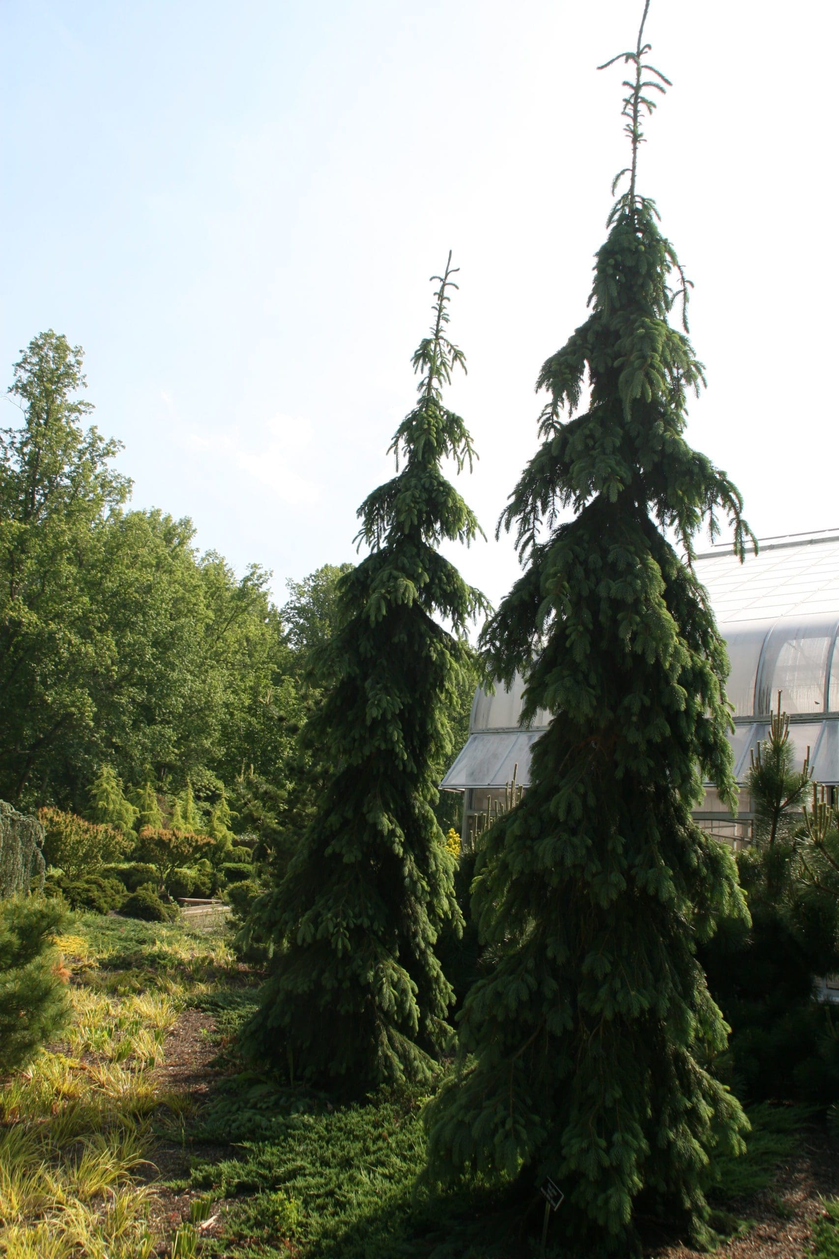 Featured image for “Weeping White Spruce”