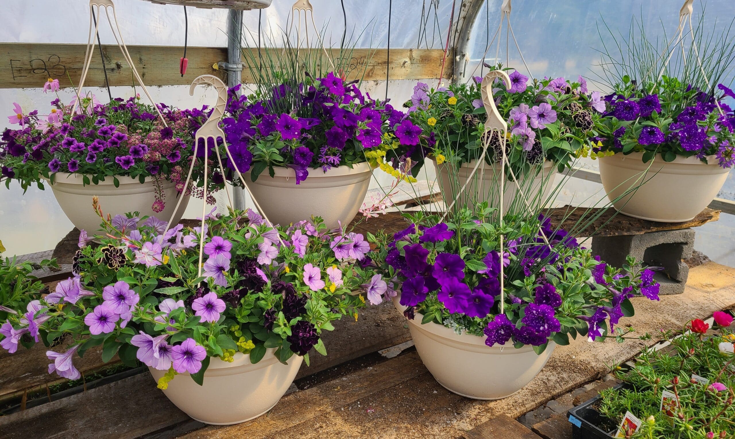 Glorious in the Sun Hanging Basket
