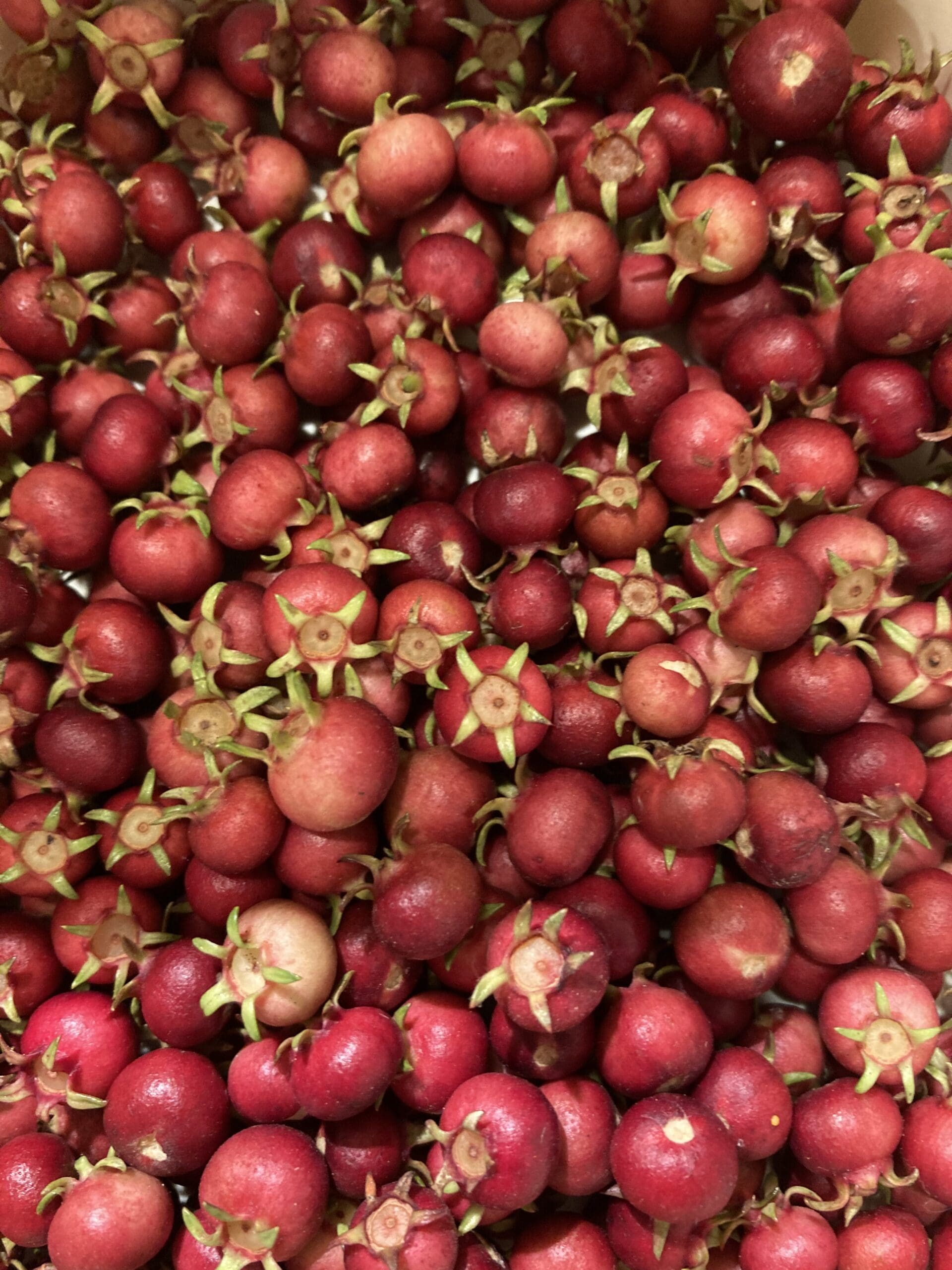 Featured image for “Chilean Guava”
