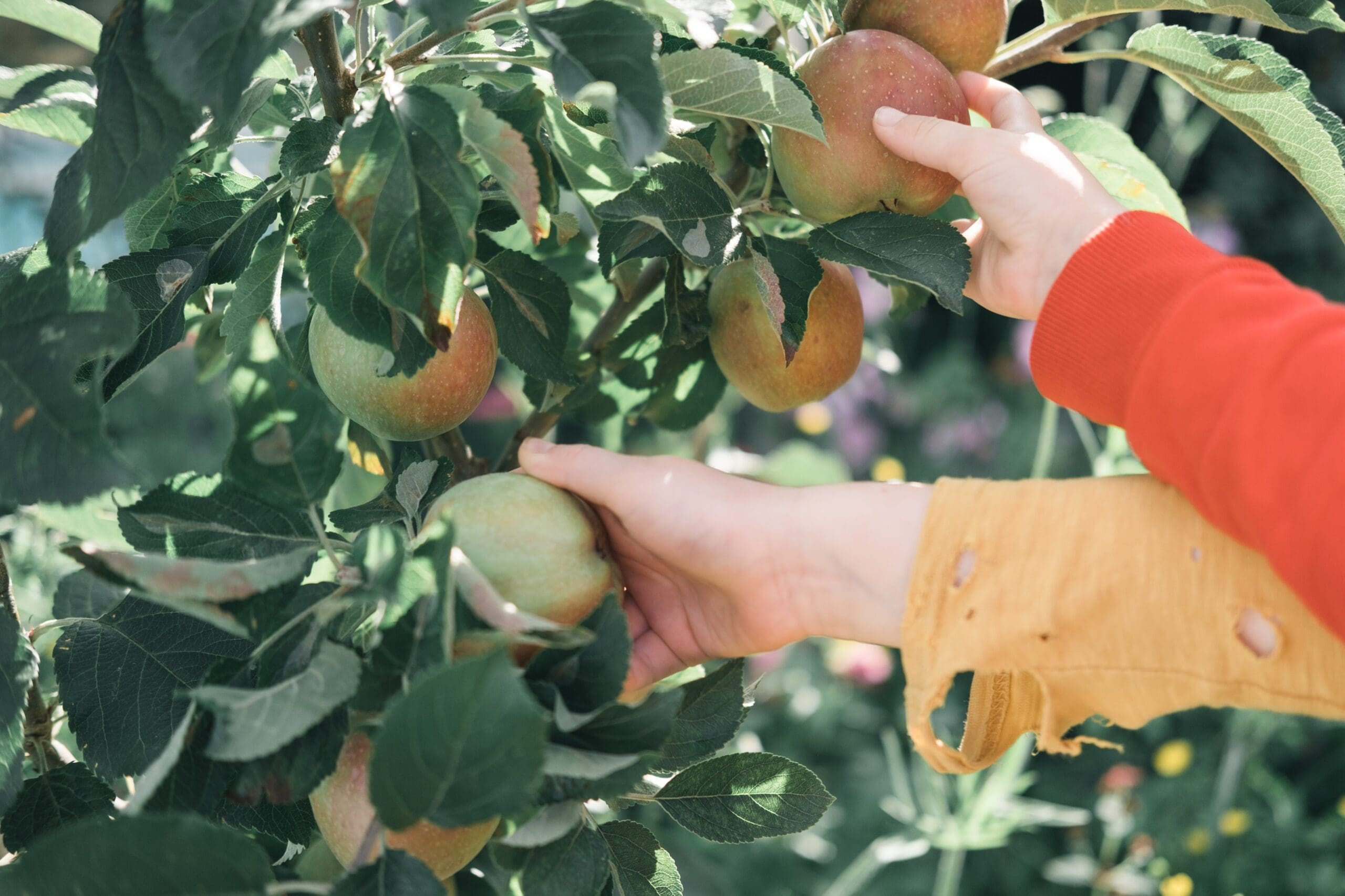 Featured image for “Growing Things! A Beginner’s Guide to Orchards”