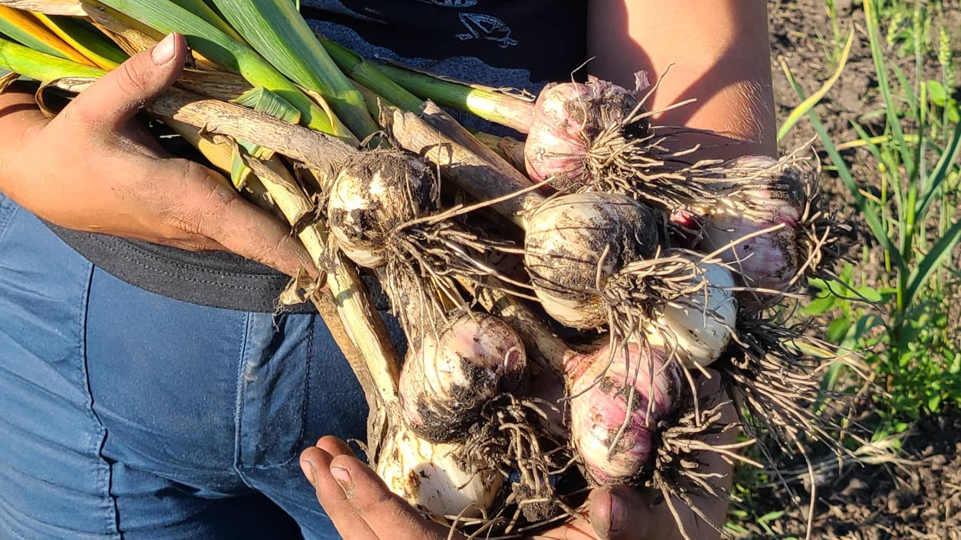 Featured image for “Garlic”