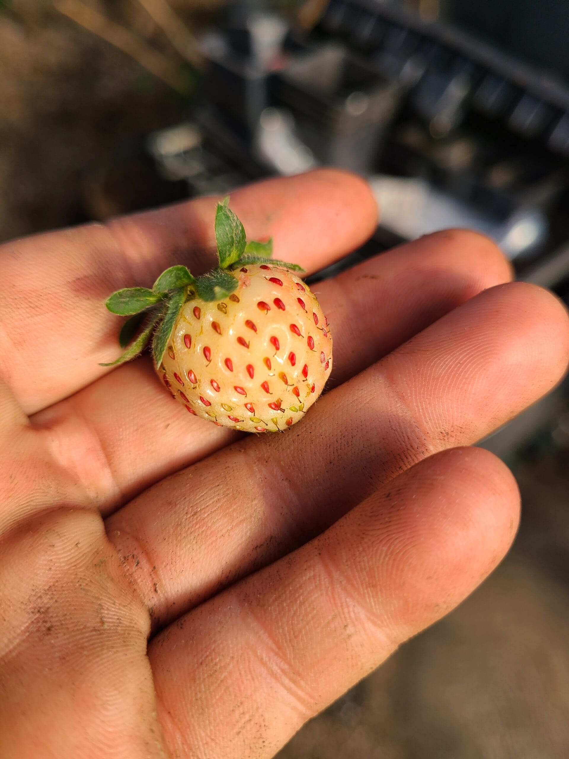 Featured image for “Natural White Strawberry”