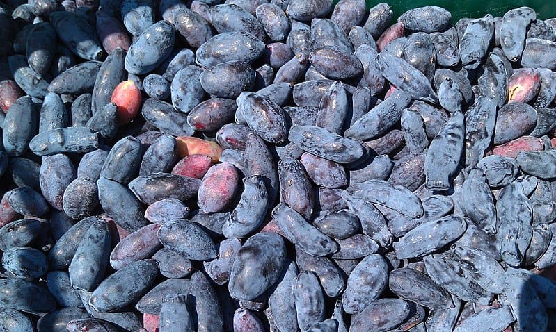 Featured image for “Honey Gin Haskap Berry”