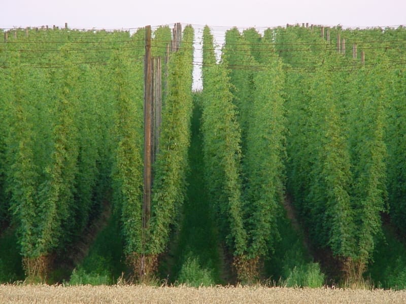 Featured image for “Hops – Magnum”