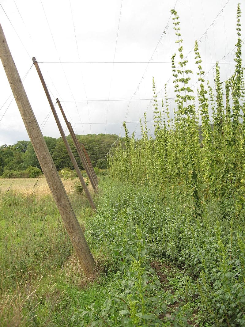 Hops - Northern Brewer (Nordbrau)