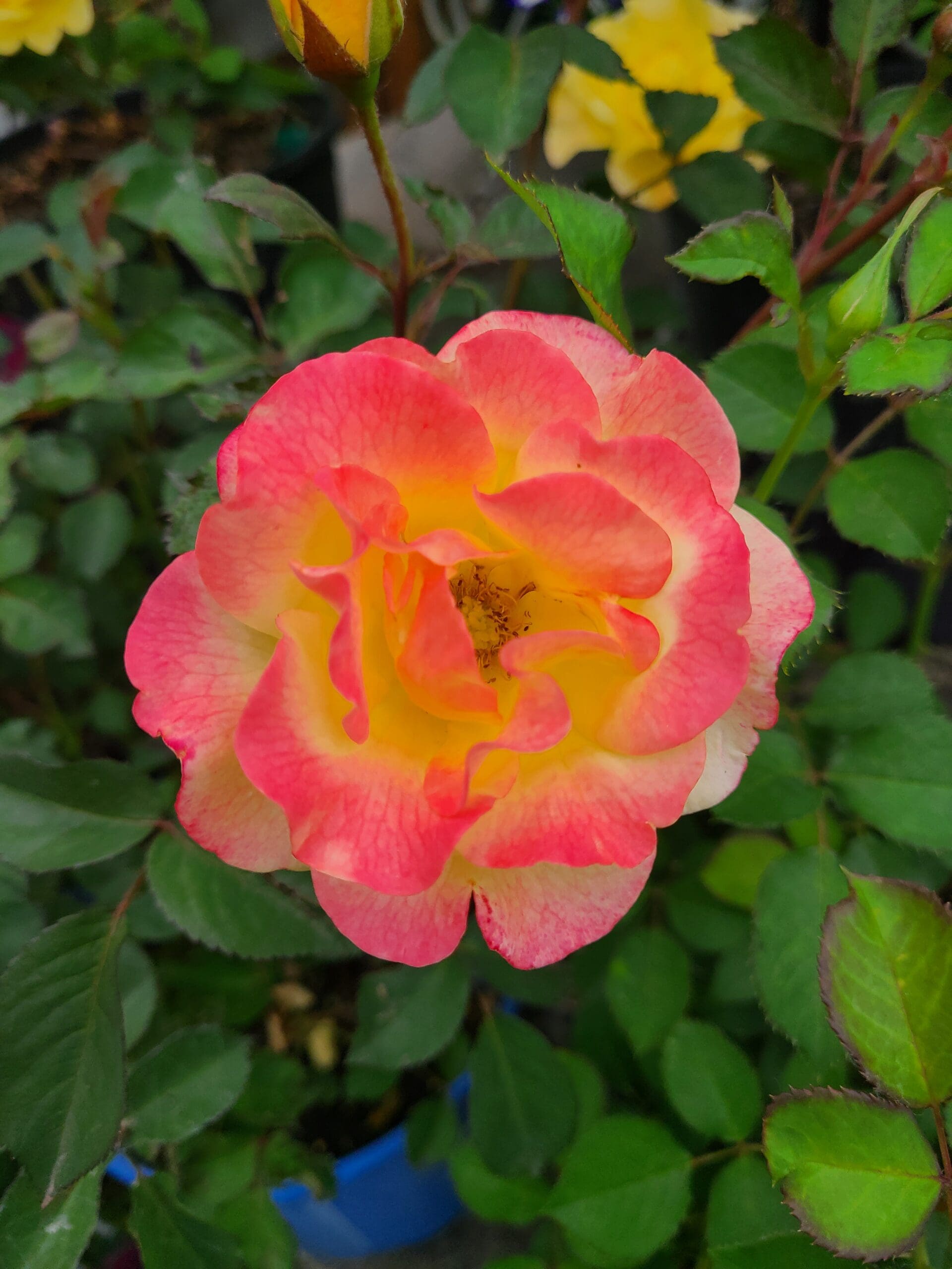 Gumball Goody™ Rose - Image 2
