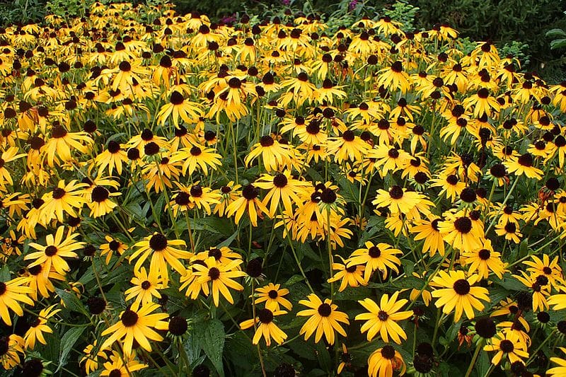 Featured image for “Goldsturm Black-Eyed Susan”