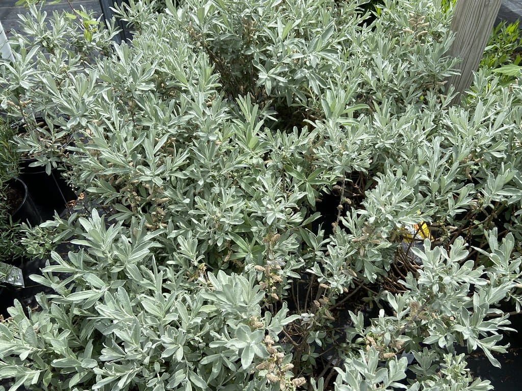 Featured image for “Iceberg Alley™ Sageleaf Willow”
