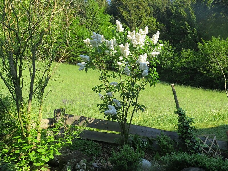 Mount Baker Lilac