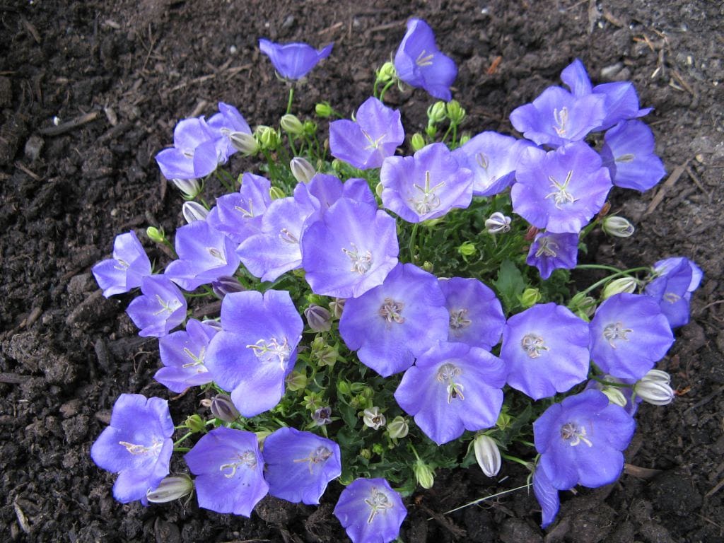 Featured image for “Rapido Blue Bellflower”