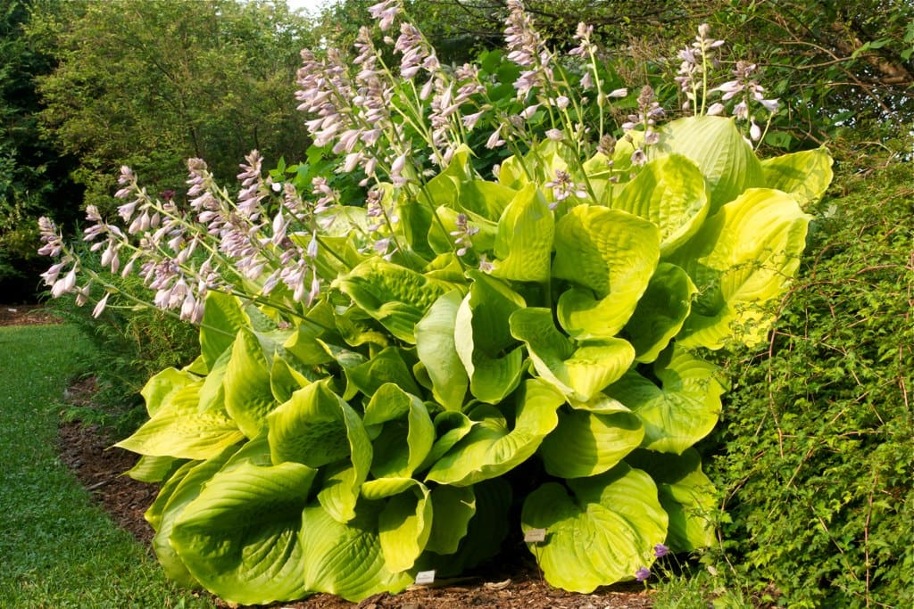 Featured image for “Sum & Substance Hosta”