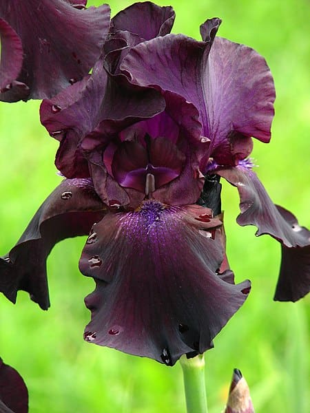 Superstition Bearded Iris
