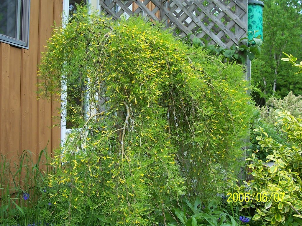 Featured image for “Walker Caragana Tree-Form”