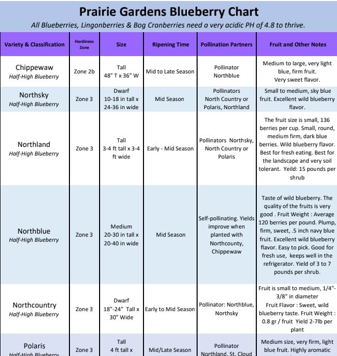 Blueberry classification chart