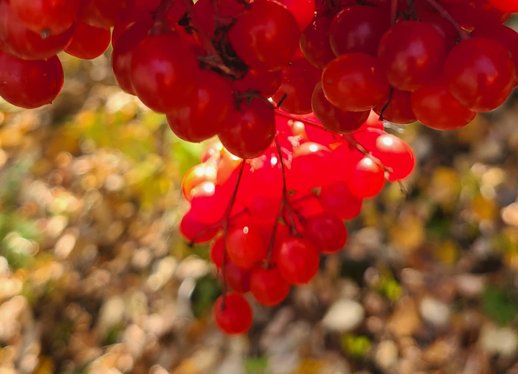 Featured image for “Highbush Cranberry, aka Kalyna; Half-High American Cranberry and Bog Cranberry”