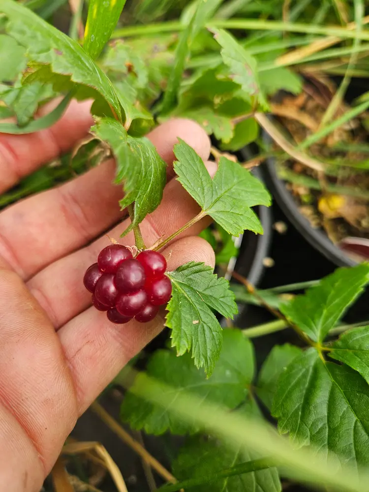 Featured image for “Arctic Raspberry – Valentina”