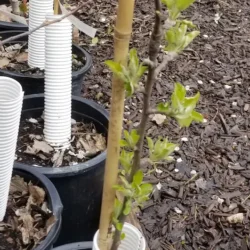 Orchard Supplies