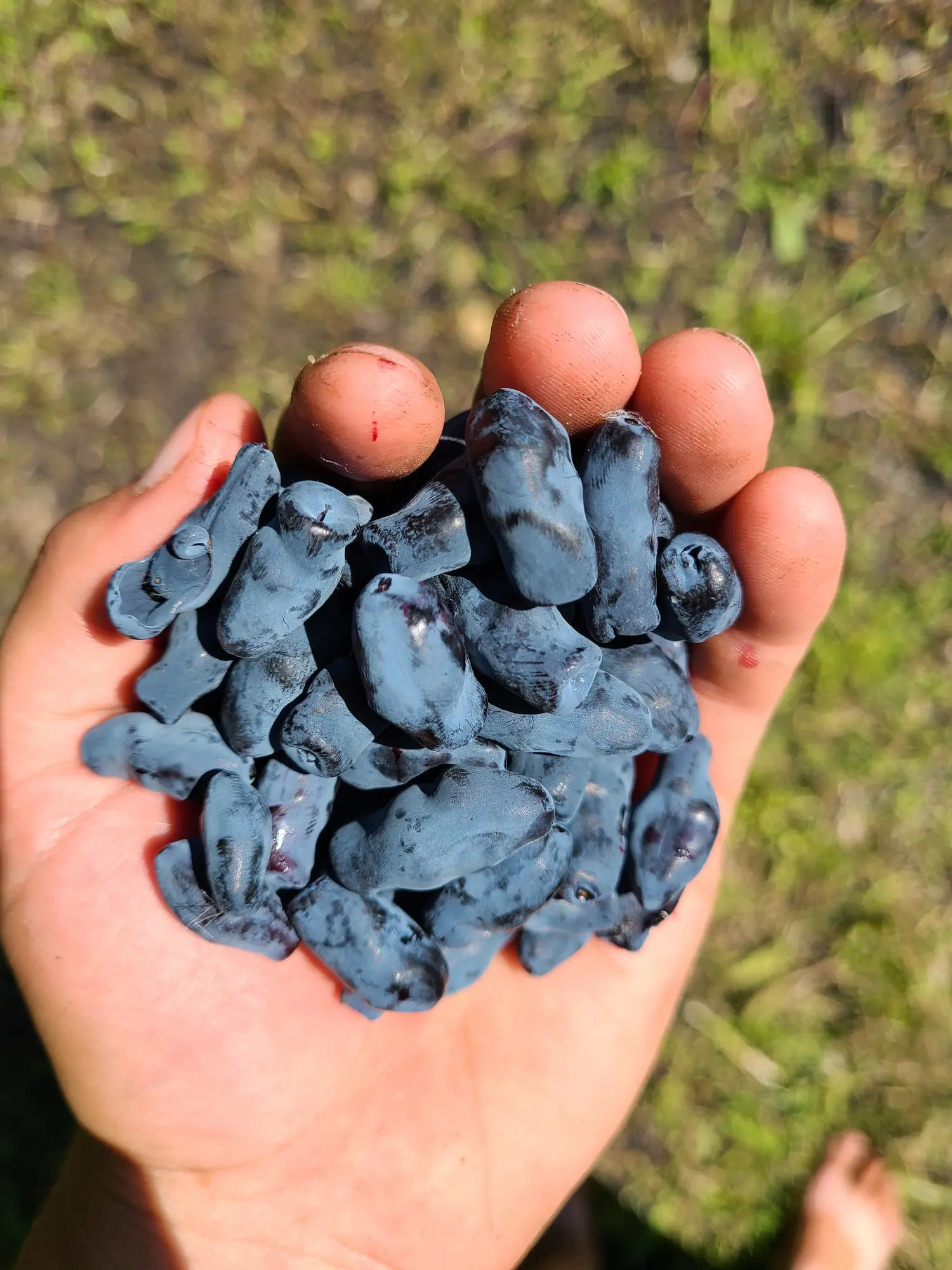 Featured image for “Blue Moon Haskap Berry”