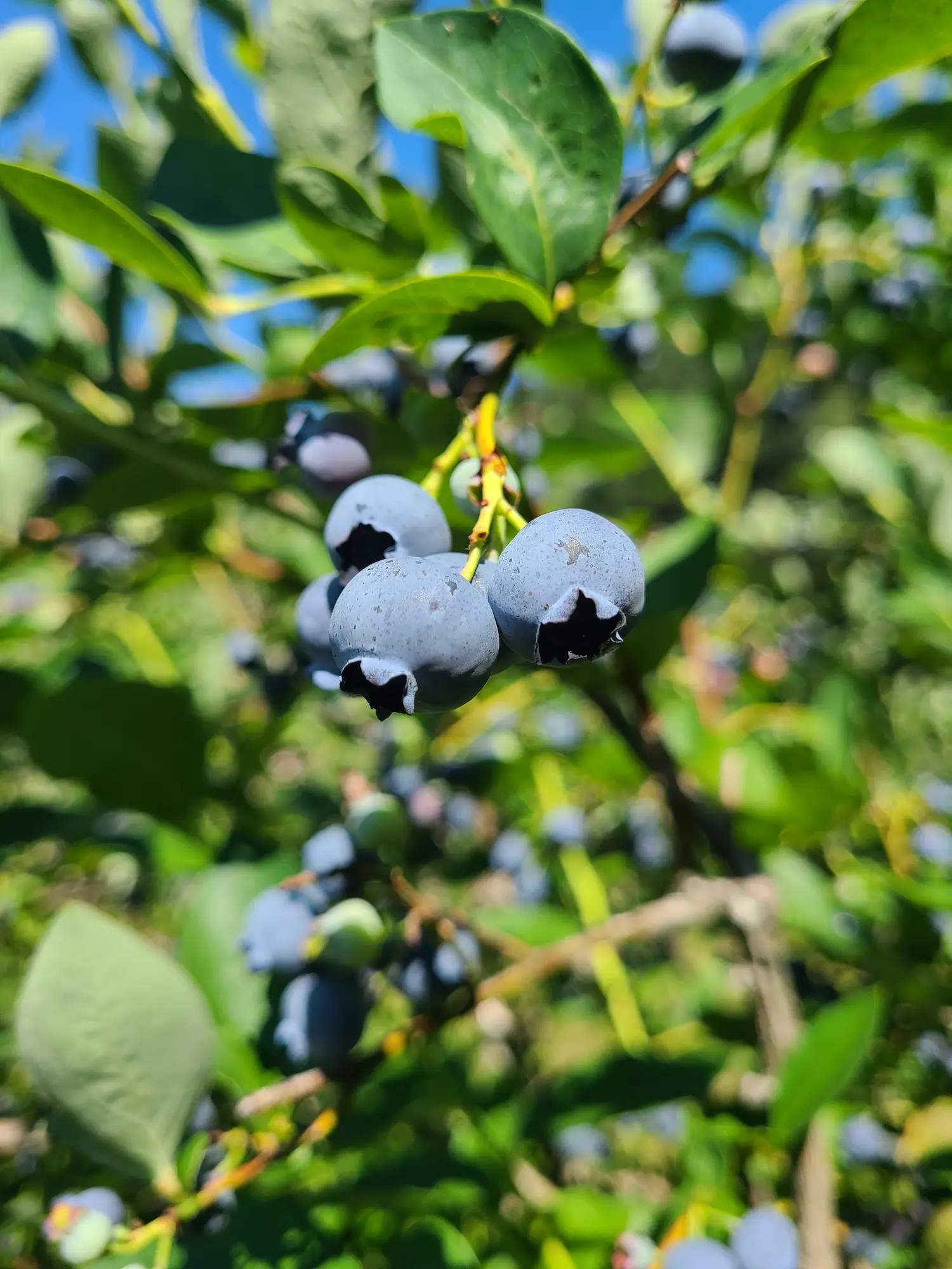 Featured image for “Patio Blueberry, Perpertua”