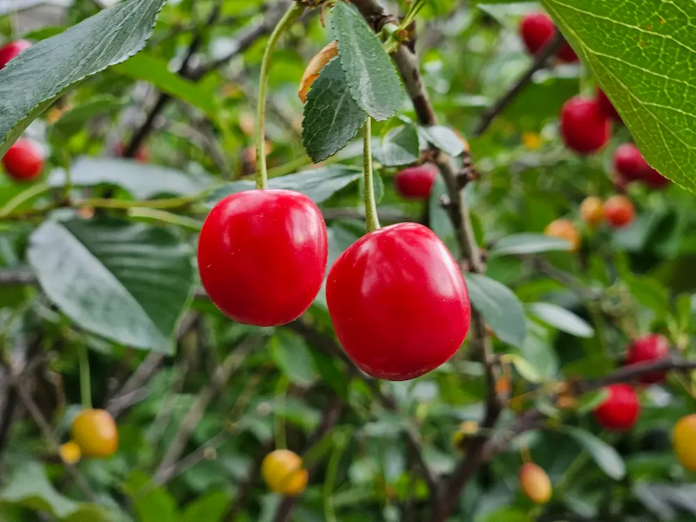 Featured image for “Evans Sour Cherry”