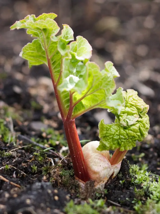 Featured image for “Glaskins Perpetual Rhubarb”