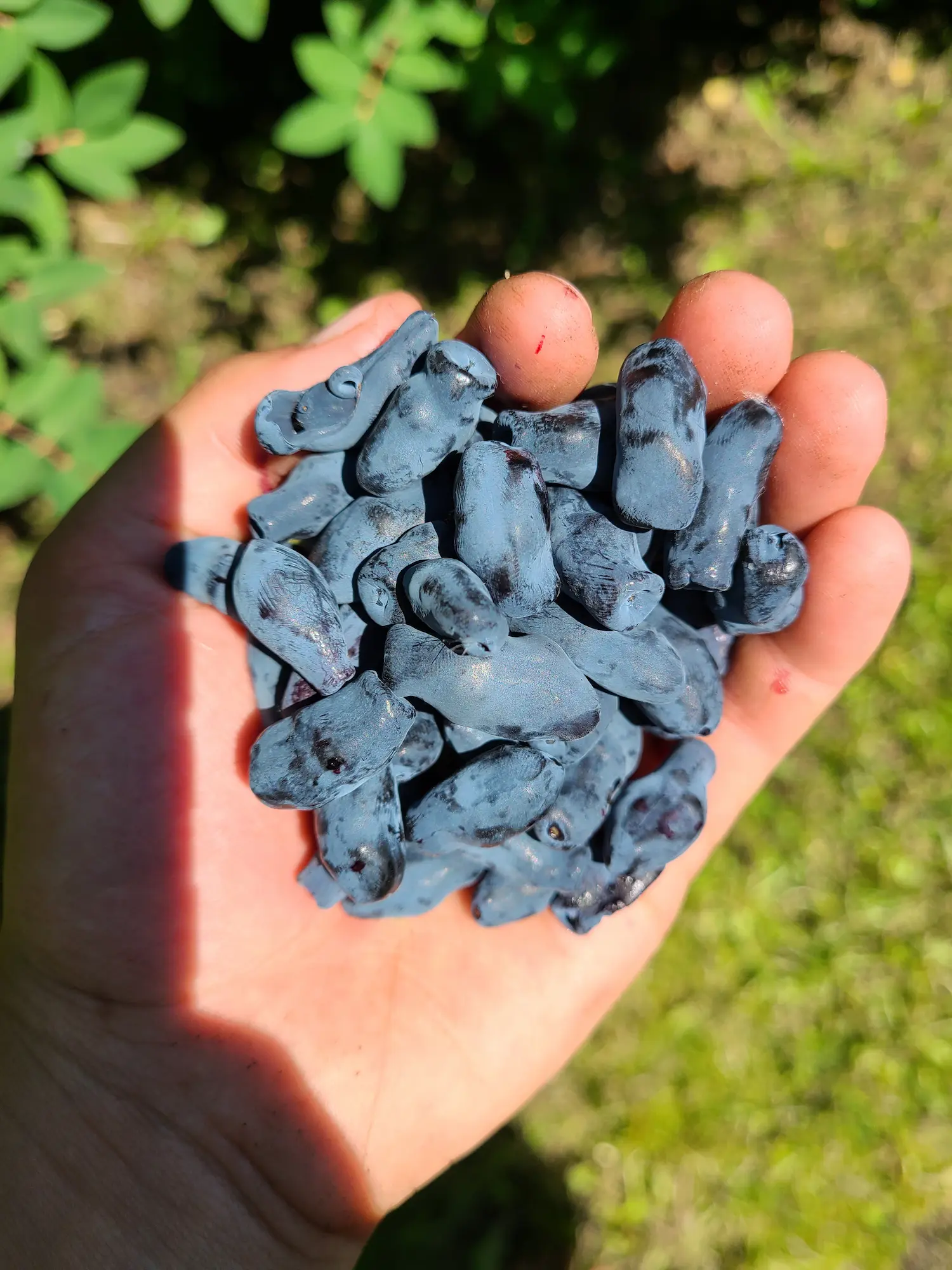 Featured image for “Happy Giant Haskap Berry”