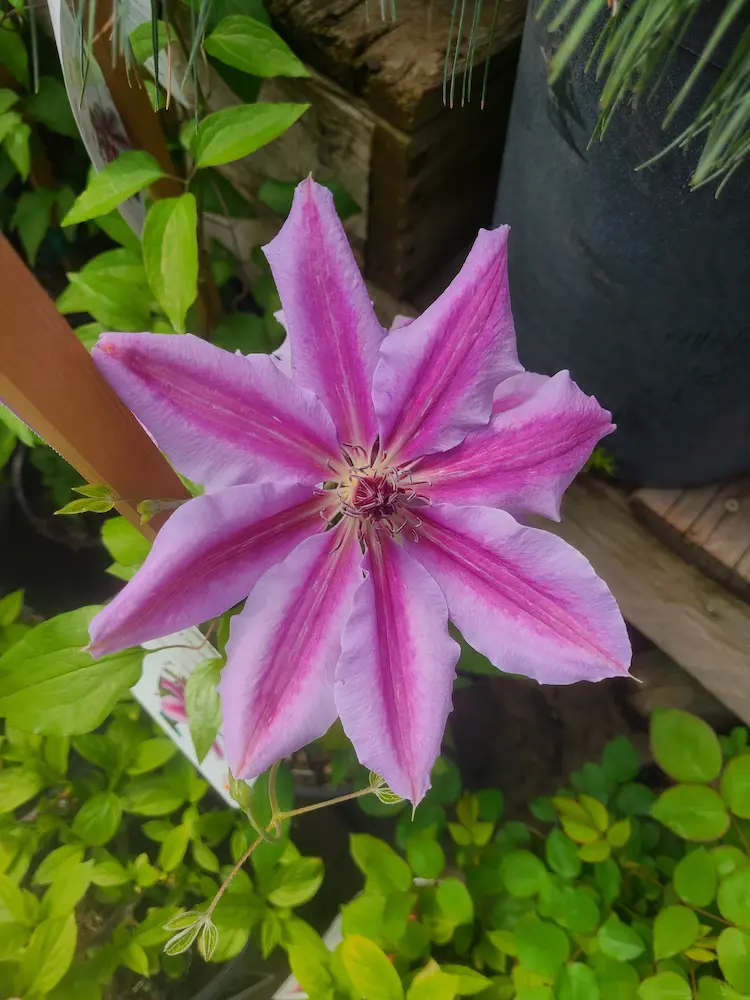 Featured image for “Nelly Moser Clematis”
