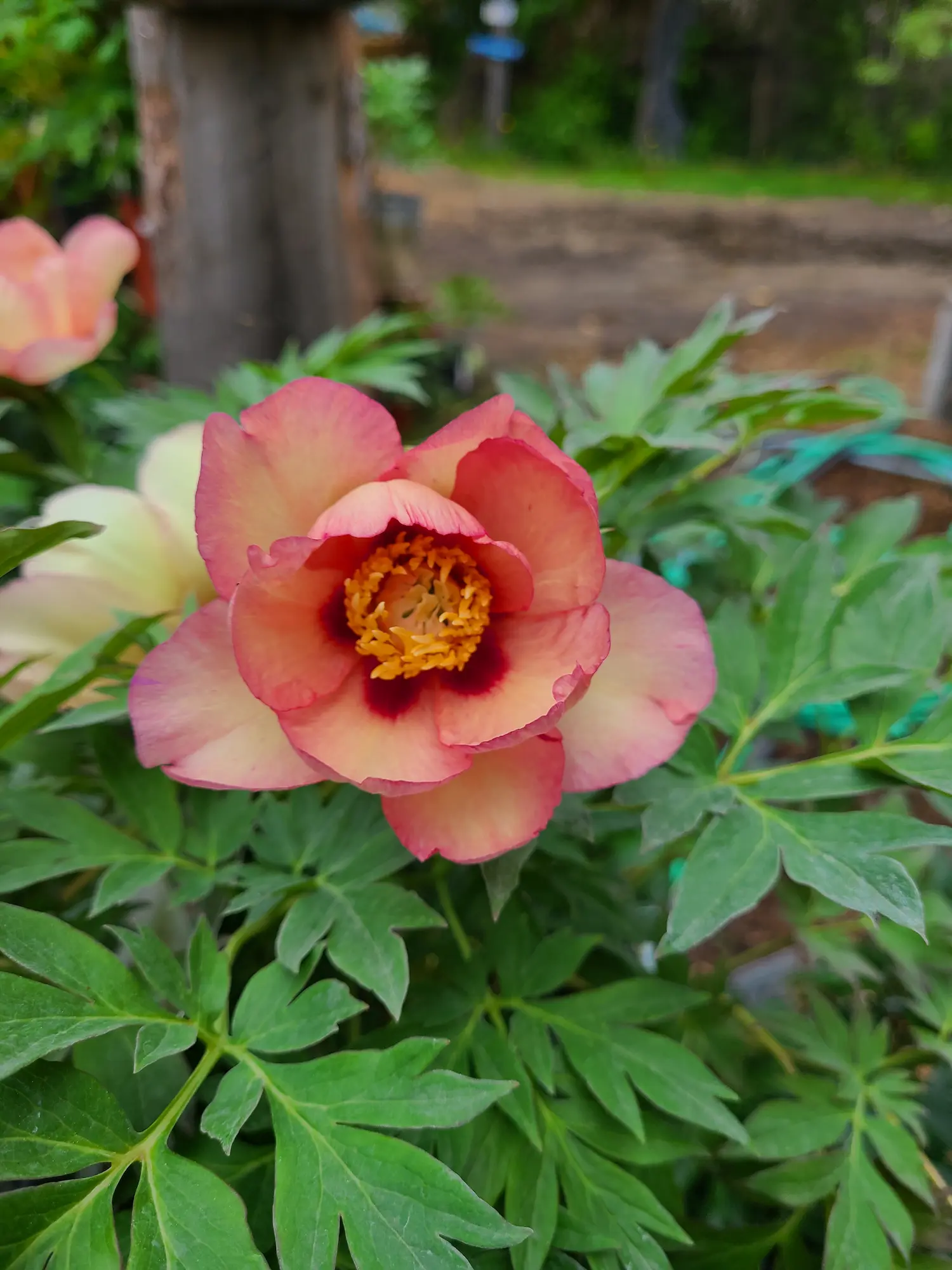 Featured image for “Pastel Splendor Itoh Peony”