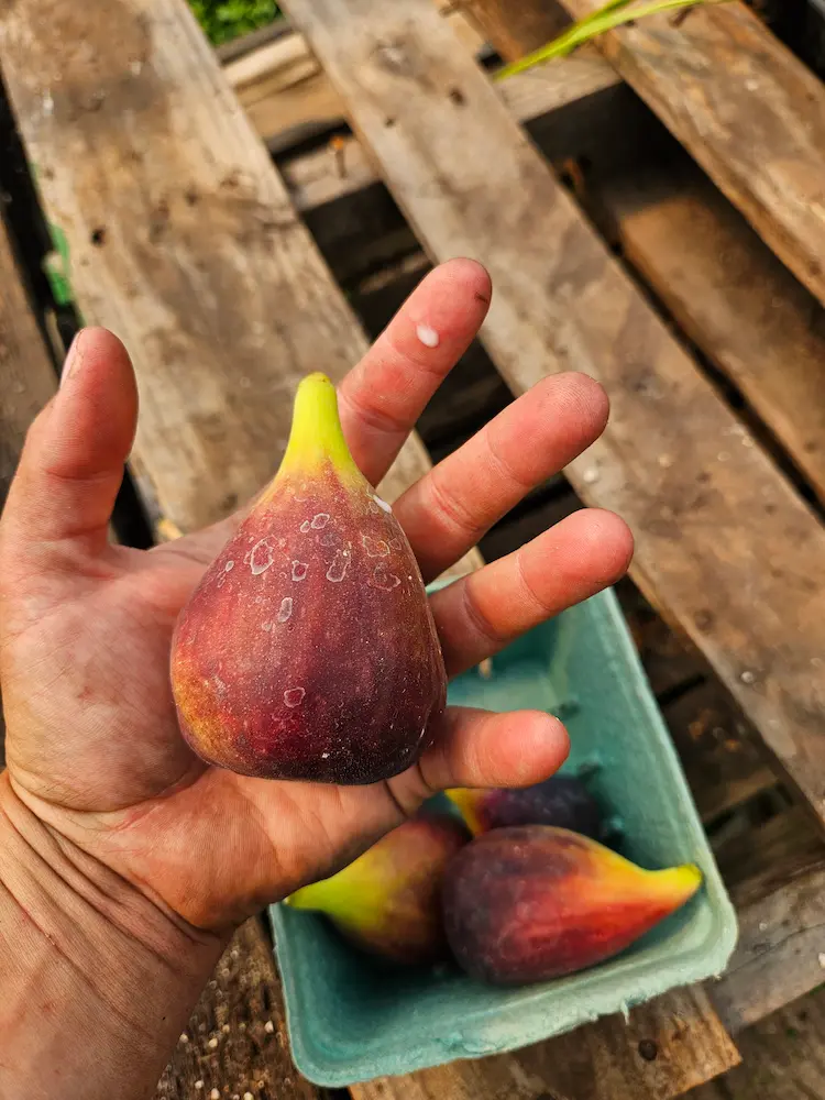 Featured image for “Fig, Violette de Bordeaux”