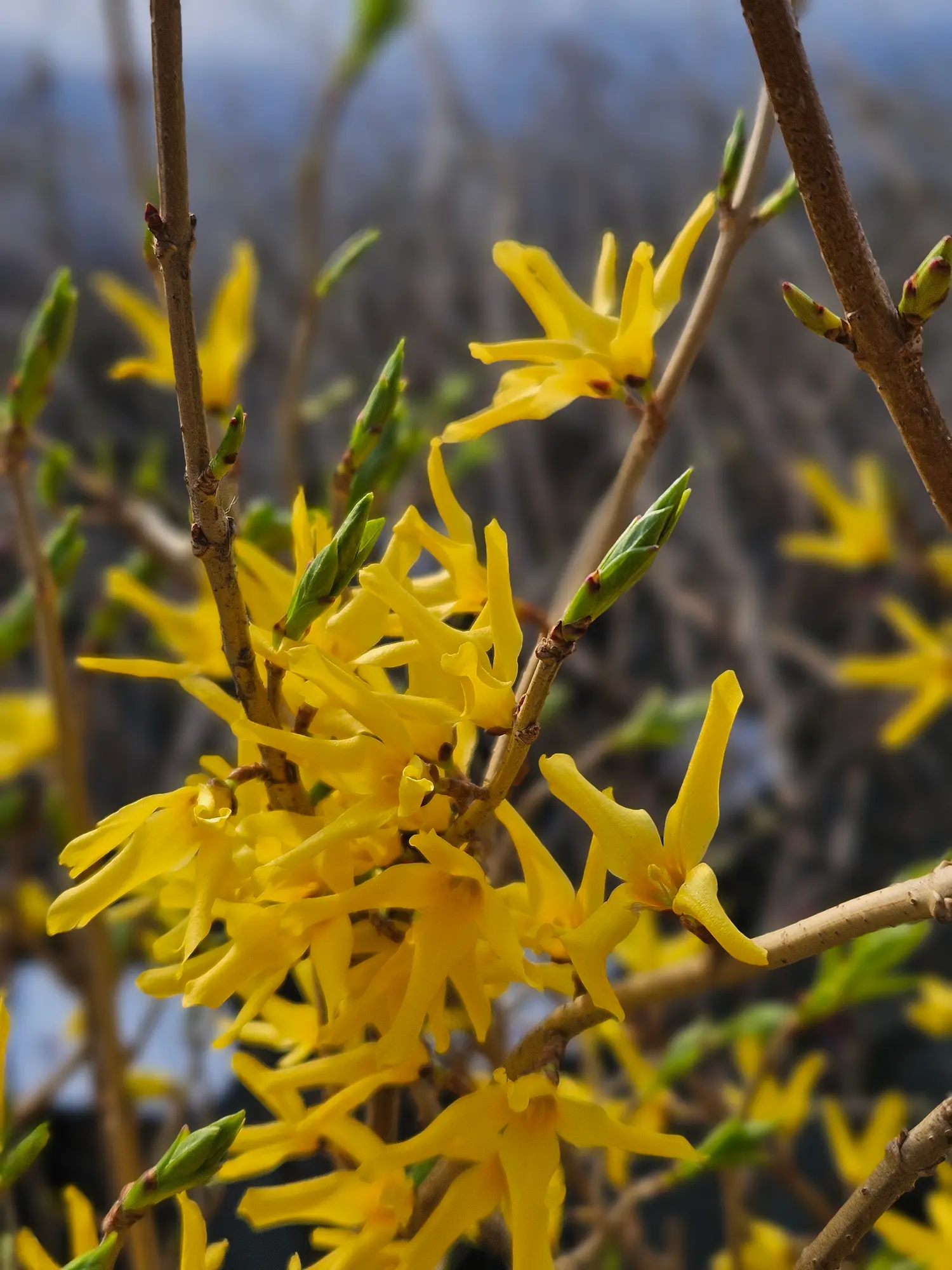 Northern Gold Forsythia - Image 2