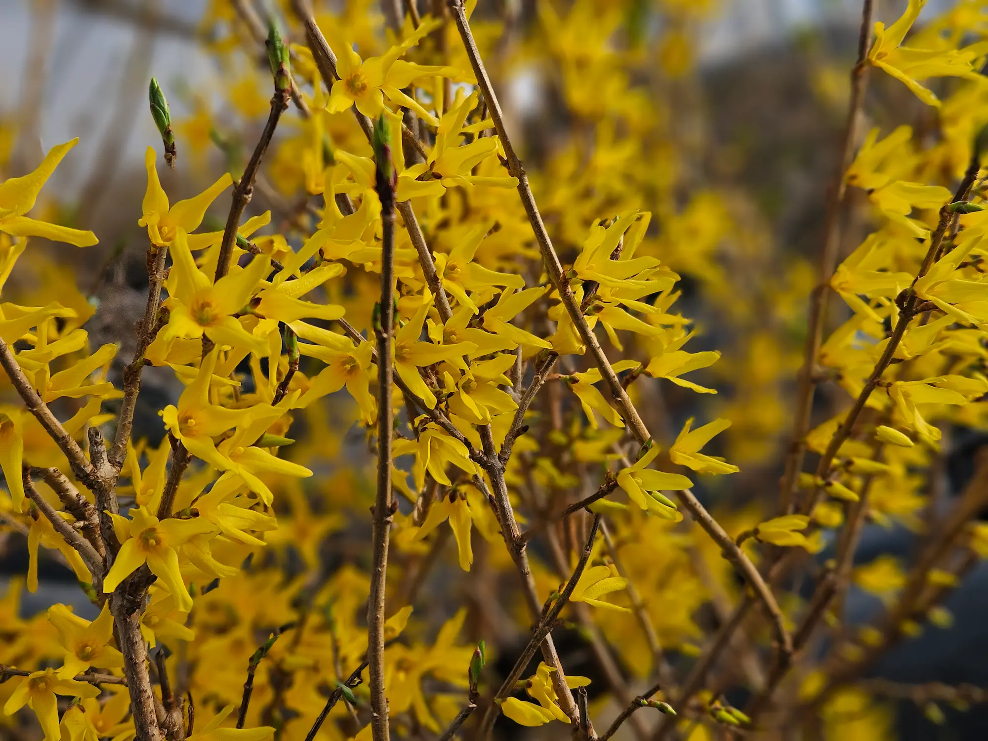 Featured image for “Northern Gold Forsythia”