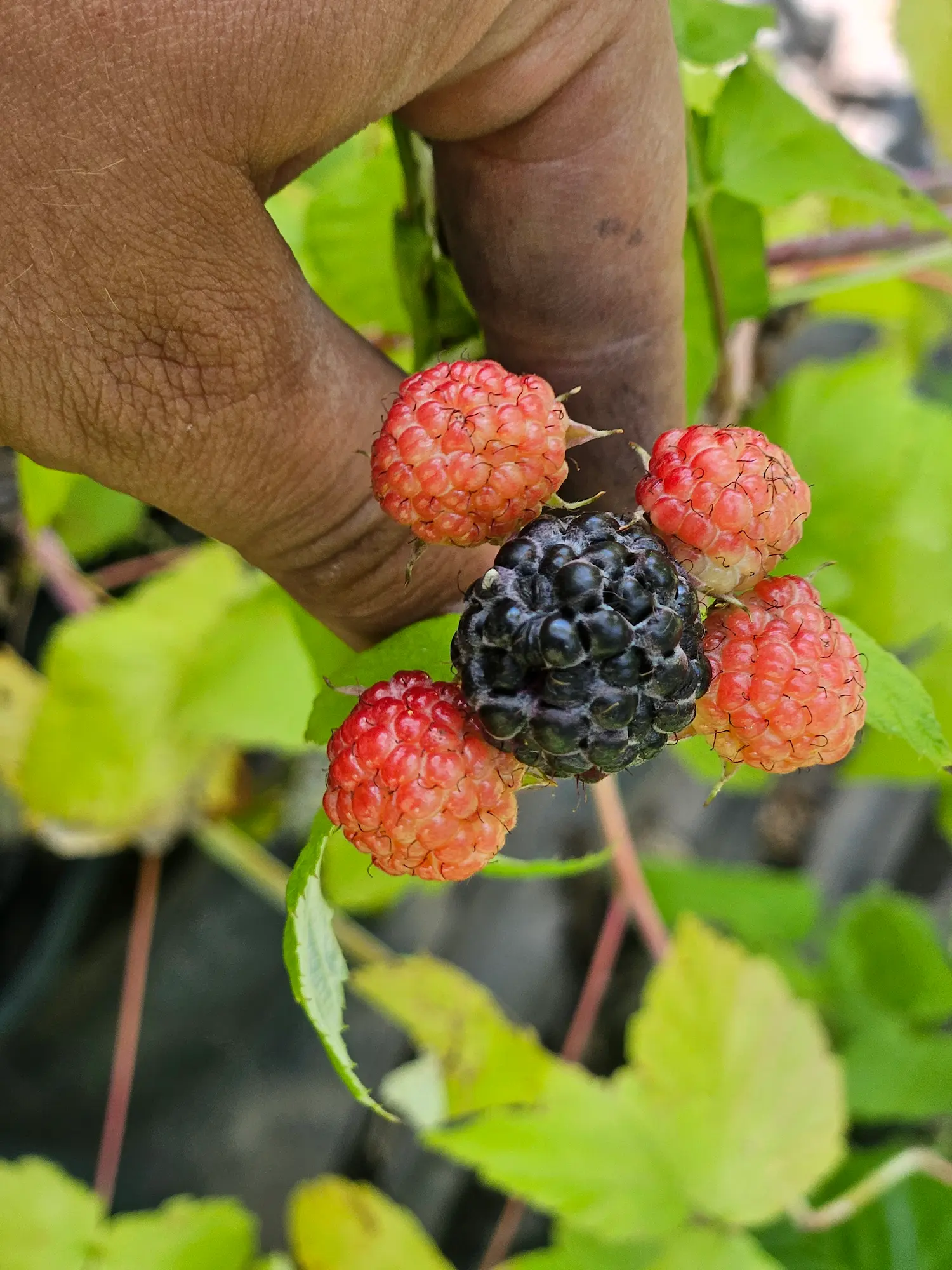 Featured image for “Aubin Black Raspberry”