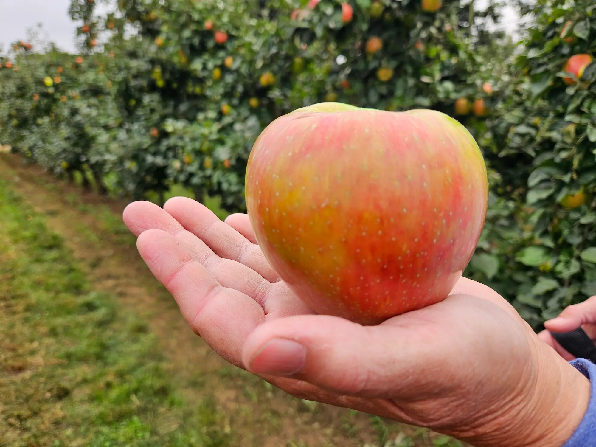 Featured image for “Whole Darn Acre Orchard Package”