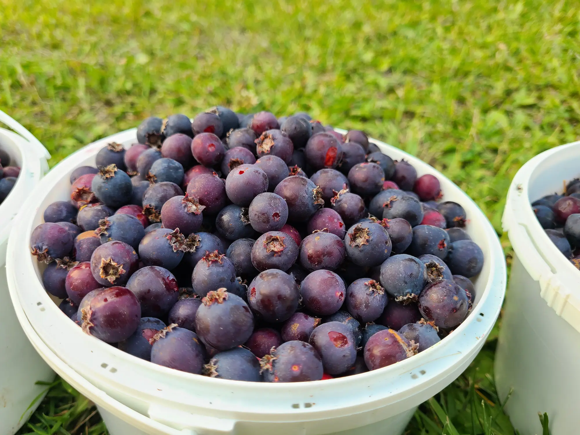 Featured image for “Nelson Saskatoon”