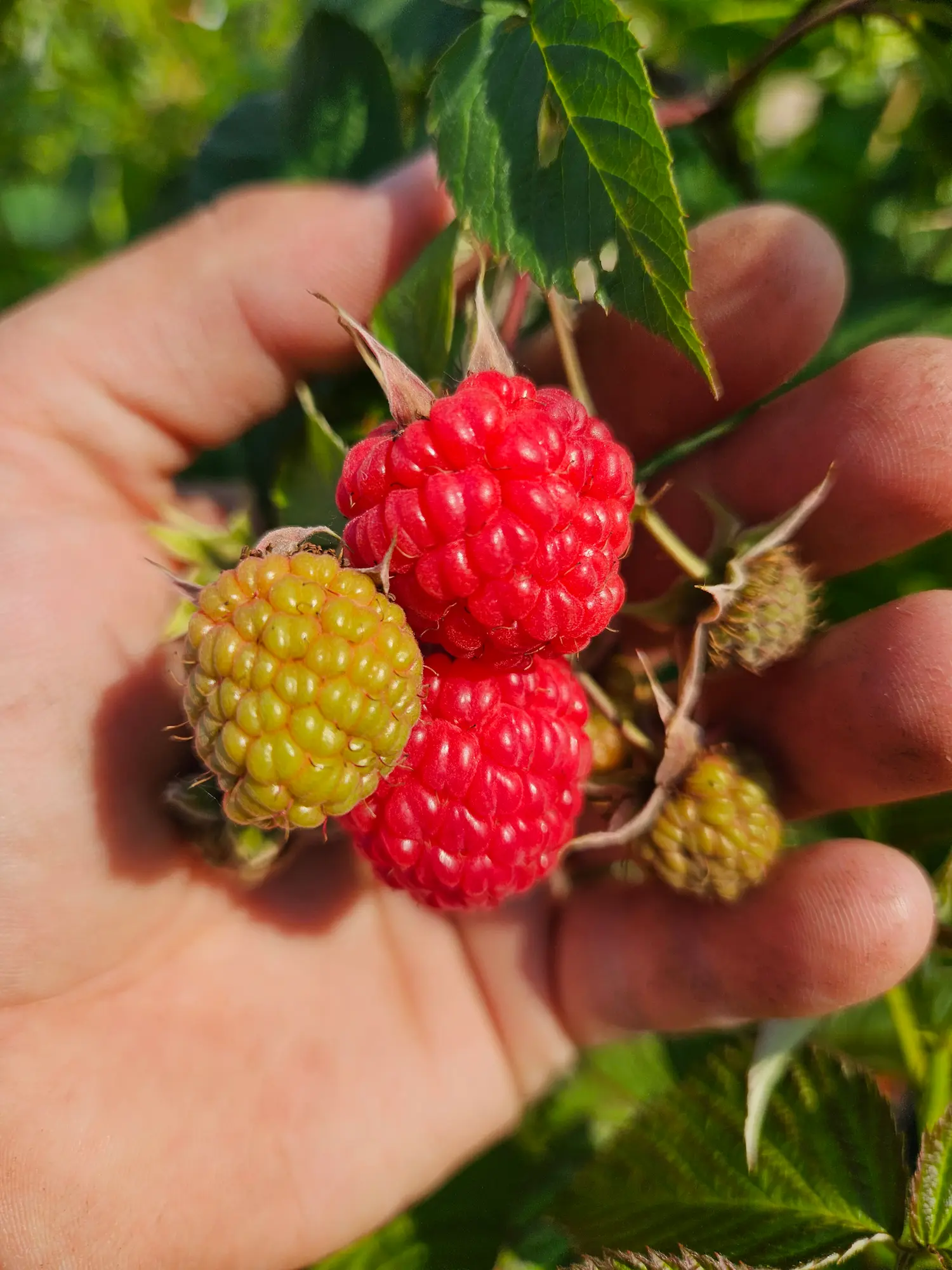Featured image for “Red Bounty Raspberry”