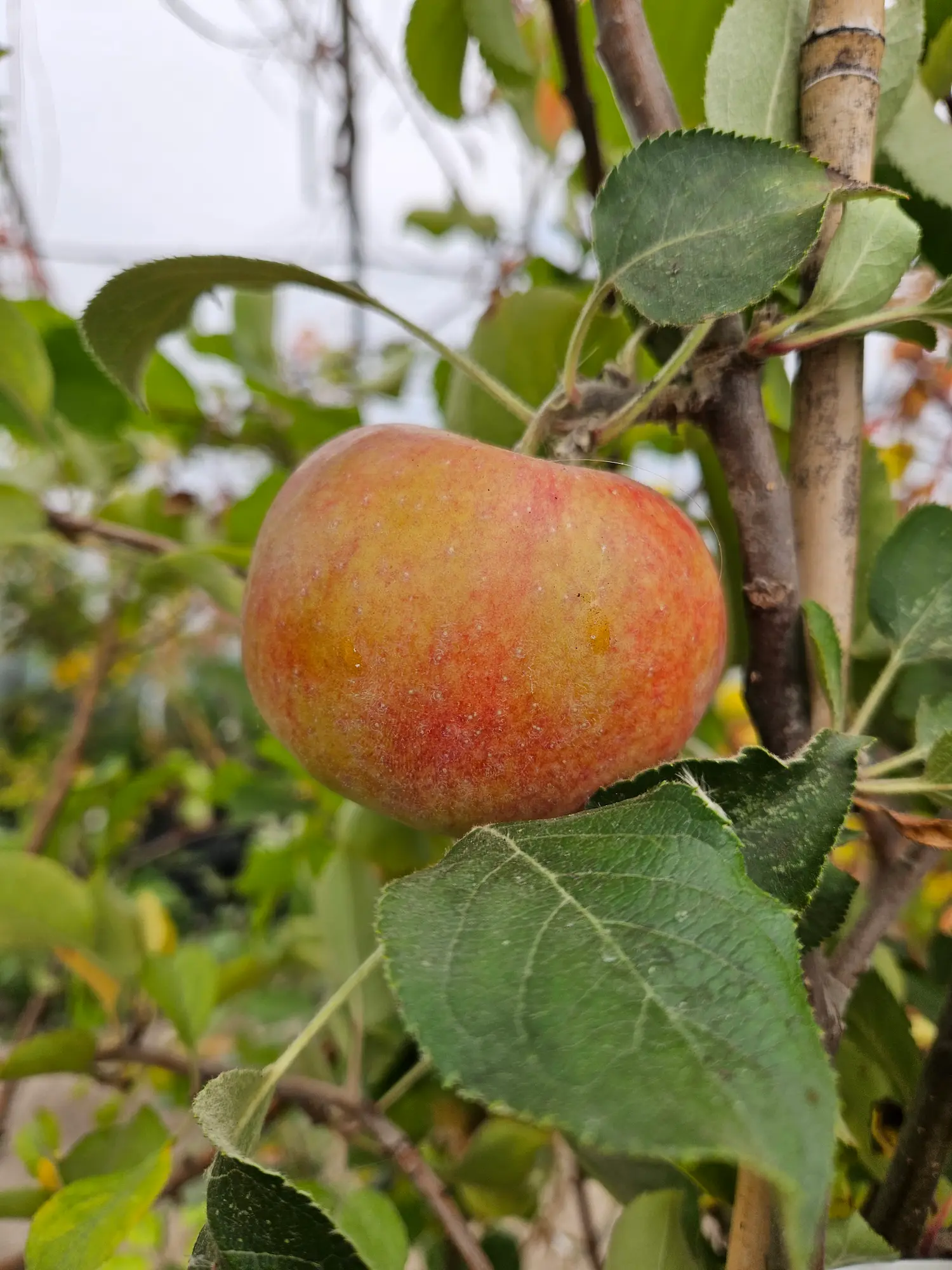 Dwarf Smokehouse Apple - Image 2