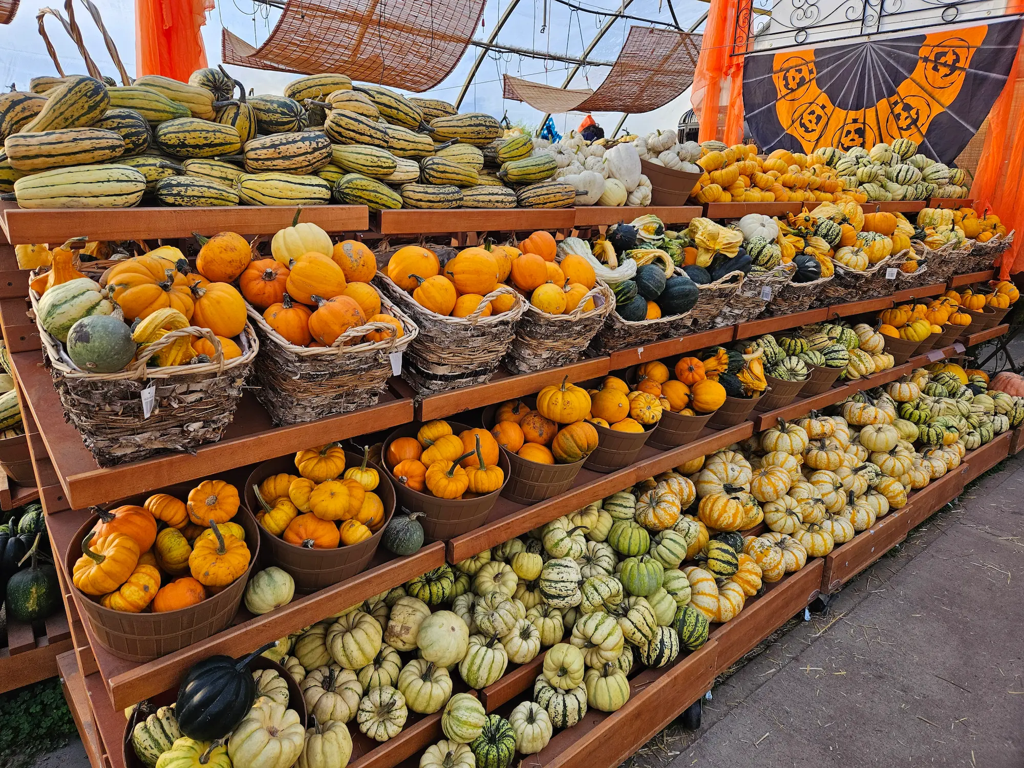 Featured image for “Super Sampler Squash Basket”