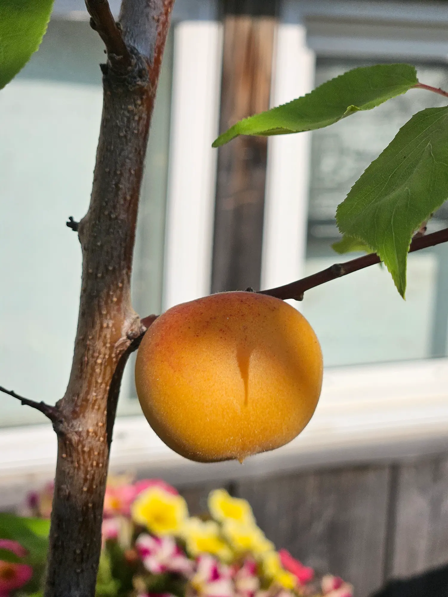 Featured image for “Westcot Apricot”